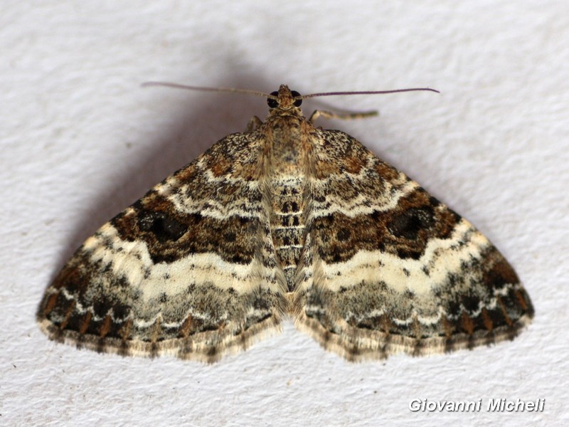 Epirrhoe alternata, Geometridae